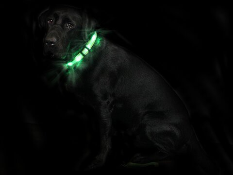 Animal Light Hunde Leuchthalsband Cash 1