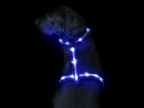 Animal Light Hunde Leuchtgeschirr Spike
